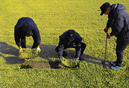 Digging out the lawn grass